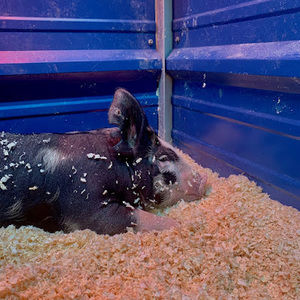 Meet your Posher, Isabella